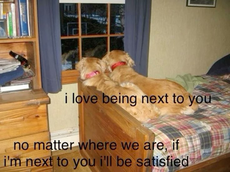 caninepoetry_'s tweet photo. https://t.co/oU8At0y8bG
