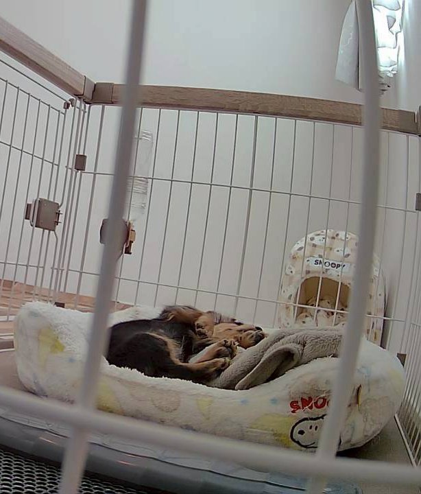 MAROCOIN11's tweet photo. in Japan we call this
"hesoten"
🐶
#dachshund #dogsoftwitter #puppylife #sausagedog #bellyup https://t.co/MpPsRBB4y0