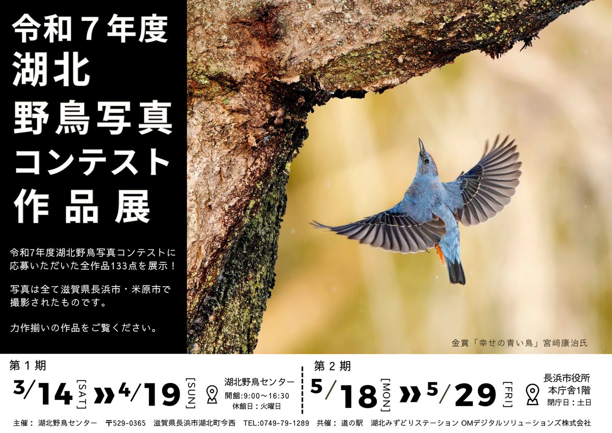 kohokuWBC's tweet photo. 滋賀県湖北エリアの美しい野鳥たちが集結！📸
「令和7年度 湖北野鳥写真コンテスト作品展」が3/14(土)から開催。
​長浜市・米原市で撮影された力作133点がすべて展示される見応えたっぷりの写真展です。息をのむような瞬間の数々をぜひ会場でご覧ください！ https://t.co/I84woTYPT0