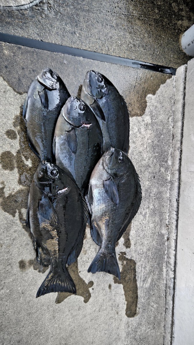 tureture55's tweet photo. 今週も牟岐津島に出撃。
北東の爆風、大波で大荒れ
サラシで真っ白
撒き餌を打つと小長とキツの運動会💦
早々に顔は見たが、ムズいね😑
38頭に５尾
又来週やね。 https://t.co/DVuyNxxZVw