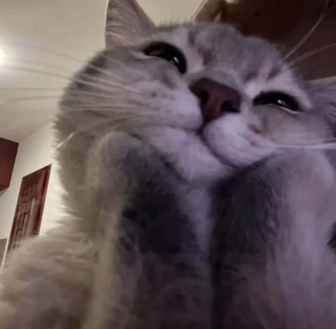 灸乾小麟 tweet media