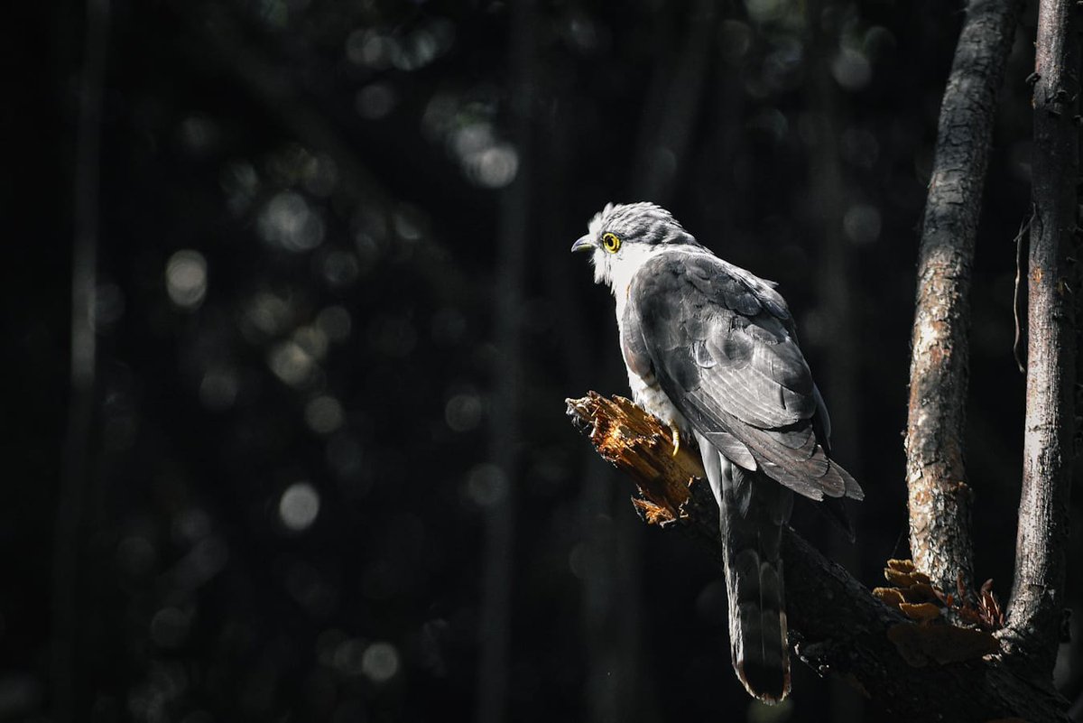 Arti Marathe tweet media