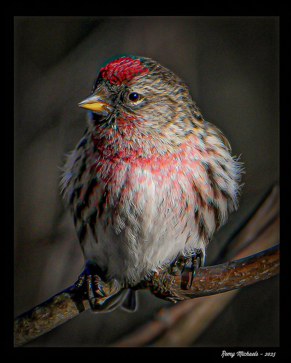 remymichaels's tweet photo. Hanging Out... Early morning. The handsome, Rocky The Redpoll, enjoying the fresh air & scenery. Incredible plumage.These avian beauties, are found in the Arctic Tundra & the Boreal Forests of the North. 📸🇨🇦
#AlgonquinPark #Redpoll #Birds #Photography
#Wildlife #Ontario #Canada https://t.co/7WWY36dXV7