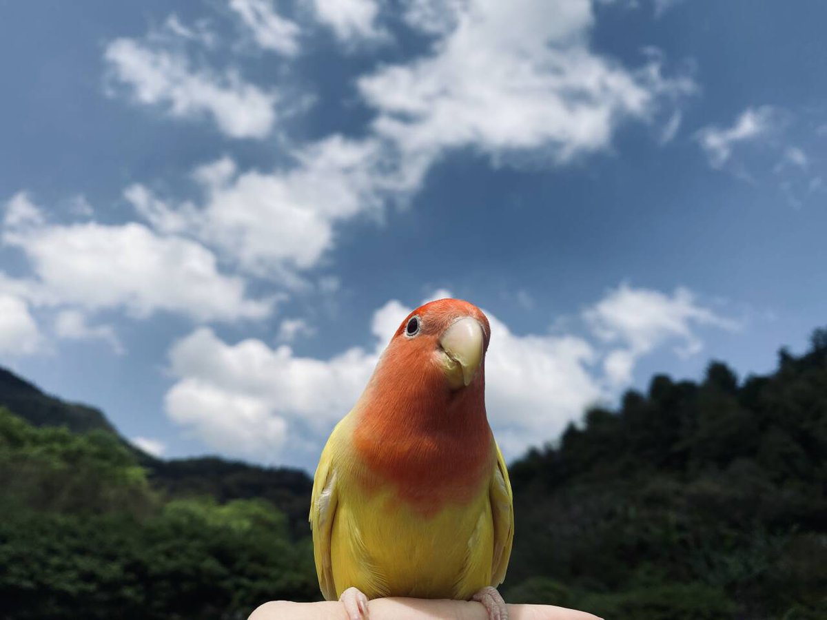 ヴィィィィィィ tweet media