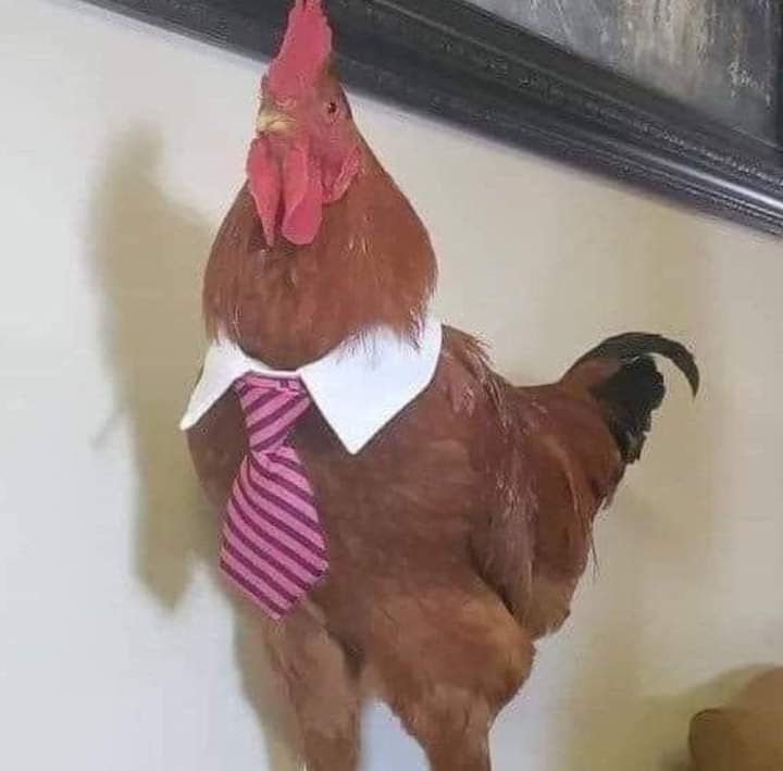 el calacoVT 💀🤖 tweet media