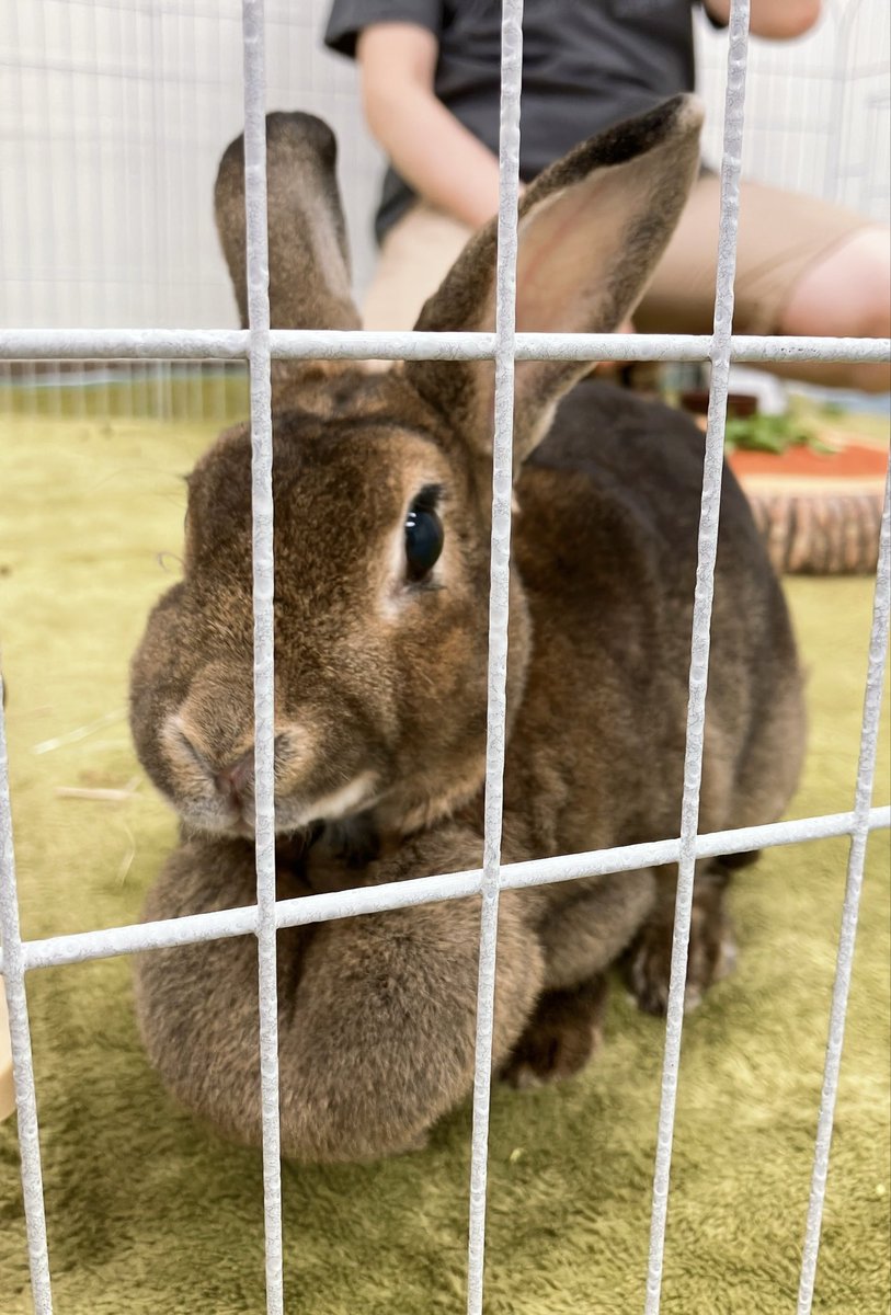 うさぎとひとの幸せを支える会🐰🐰@ペットショップではなく保護うさぎをお迎えしよう！ tweet media