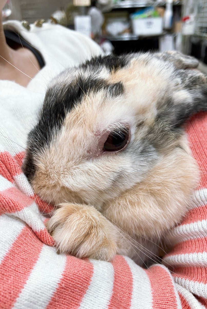 うさぎとひとの幸せを支える会🐰🐰@ペットショップではなく保護うさぎをお迎えしよう！ tweet media