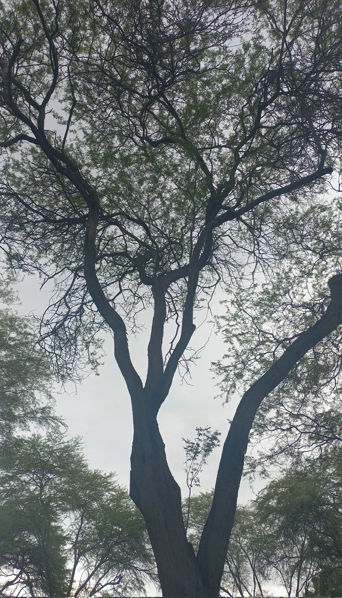 Expresión de piurano ante amenaza de lluvia mientras mira el cielo gris: Ya va a empezar la "chispeadera". 😶‍🌫️ #Piuranismos