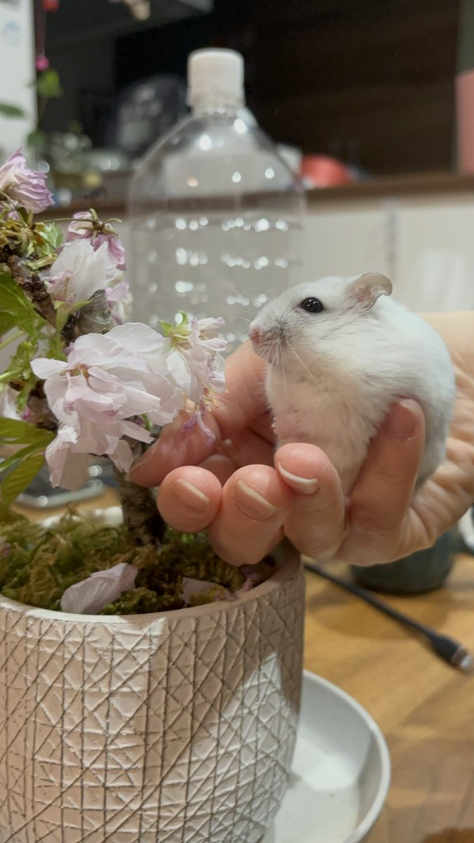 いも団子 tweet media