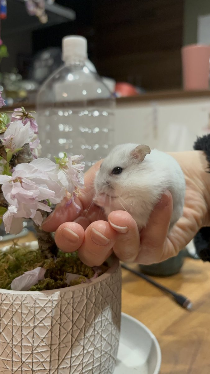 いも団子 tweet media