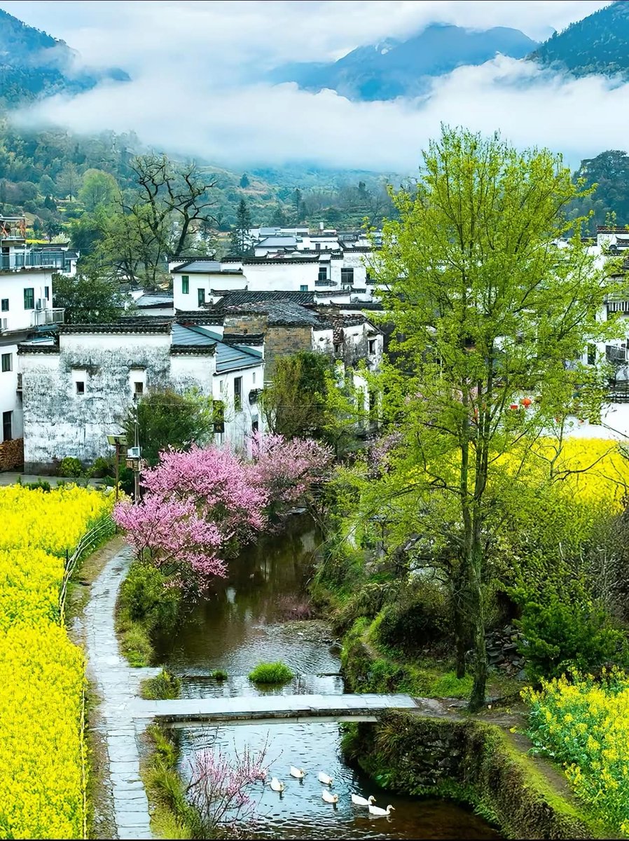 🇨🇳 大牛🇨🇳 tweet media