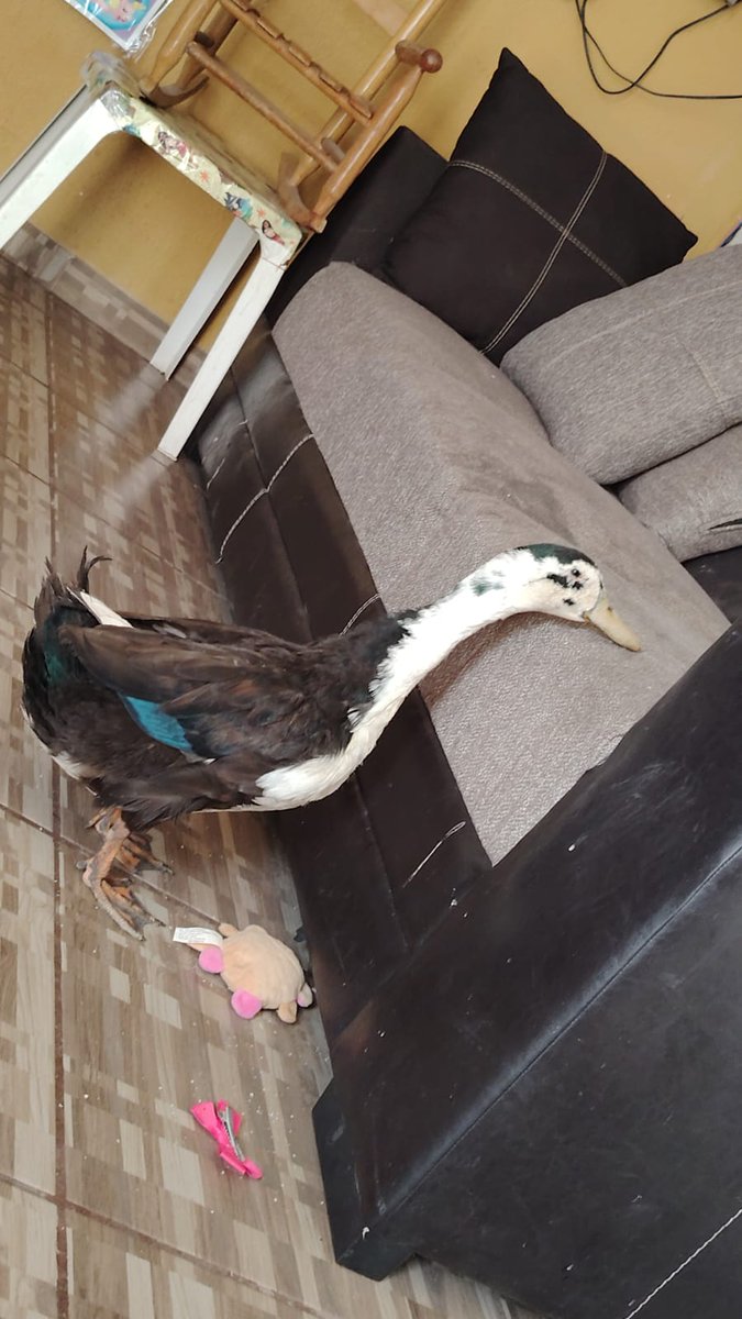 Anormal duck tweet media