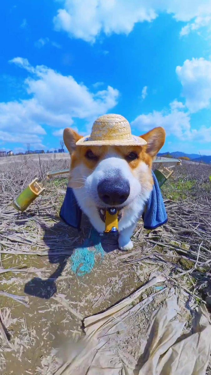 Alia Albuainain tweet media