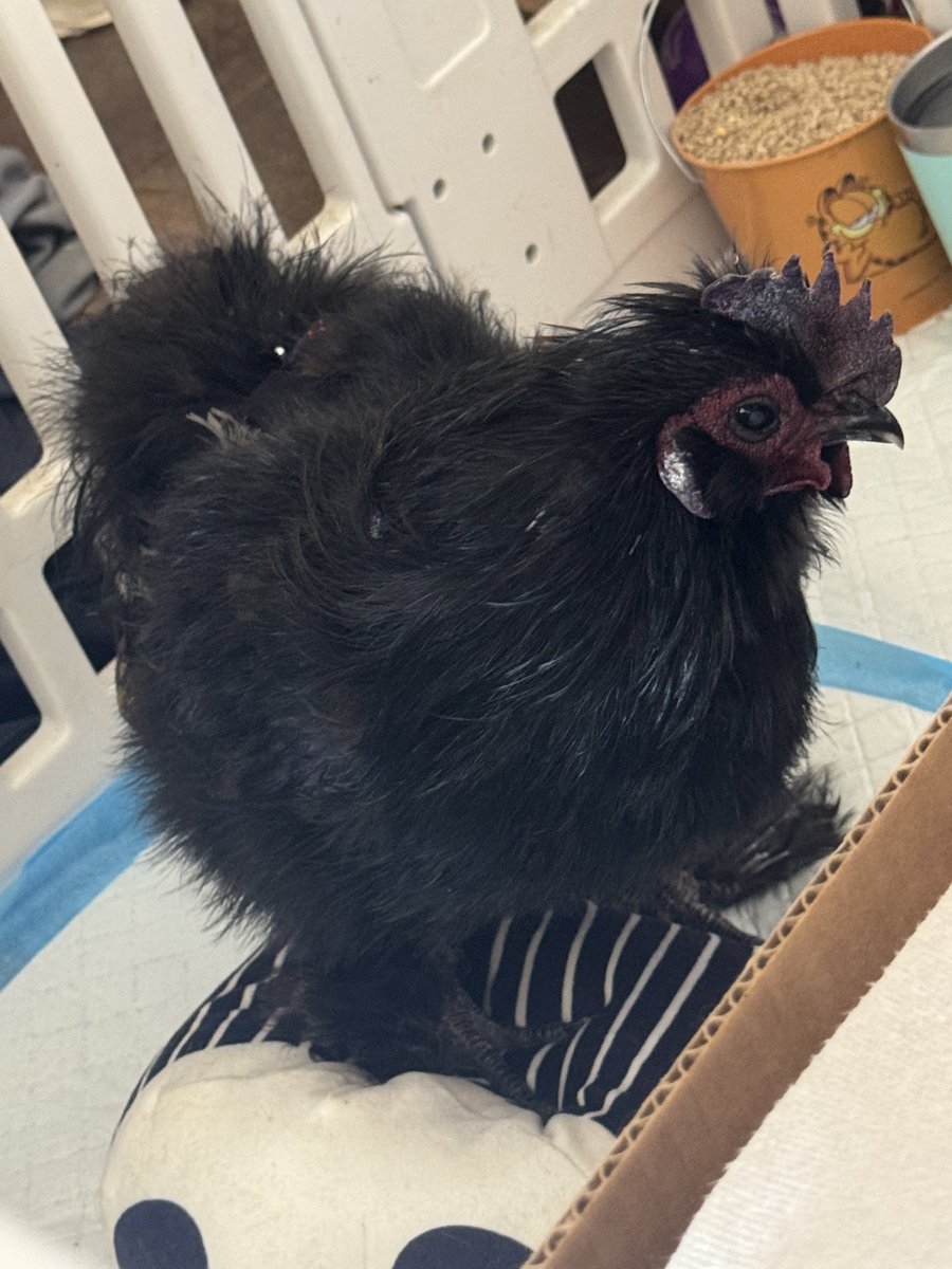 ROOSTER ROOSTERSON III tweet media