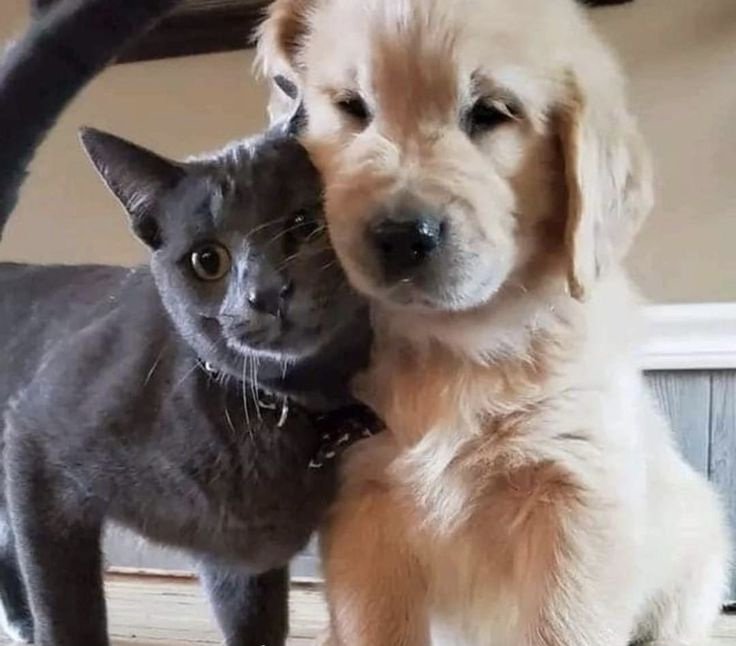 meowkey daily ₍^. .^₎⟆ tweet media