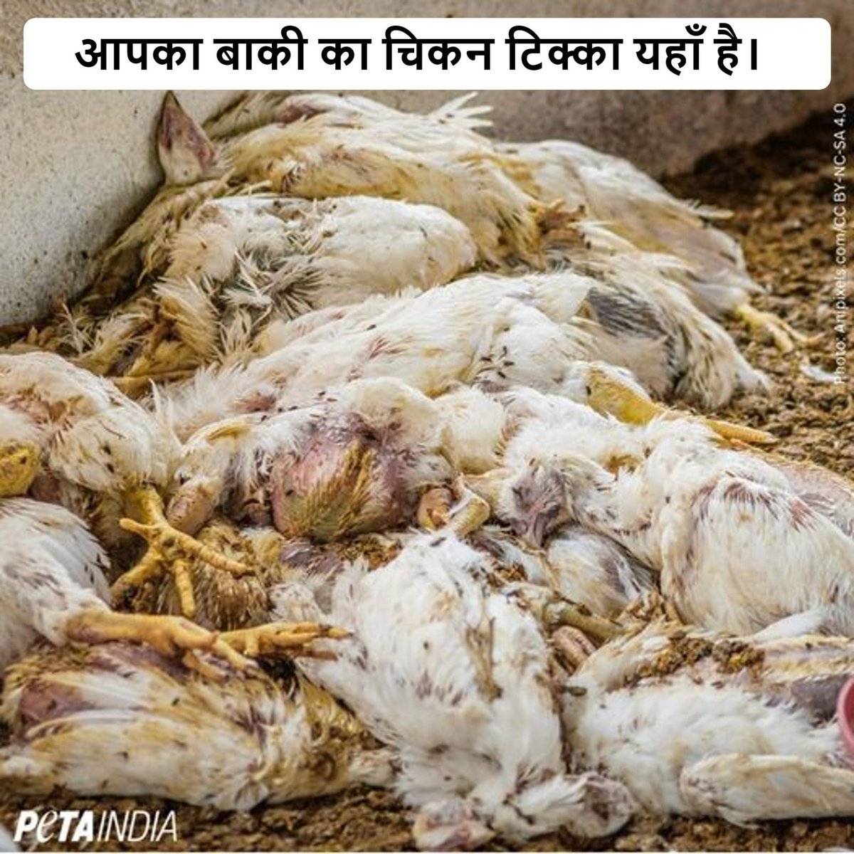 PetaIndia's tweet photo. यदि आप मुर्गे होते, तो आप उनकी दर्द, डर और पीड़ा से भरी जिंदगी को महसूर कर पाते।
https://t.co/Q1K27zT6hi
#NotOursToEat #EndSpeciesism #SentientBeings #Vegan #Chicken #PETAIndia https://t.co/ViRe6MshRC