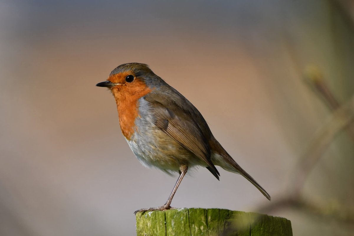 Neale Smith tweet media