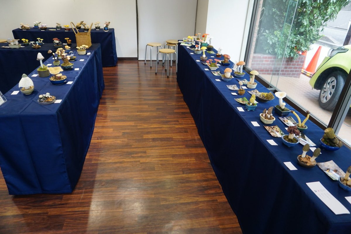 ただいま設営作業中です❗️💪🍄

3/14〜3/15で開催しますので是非お越しください😁

#粘土で見るきのこの魅力展
#きのこ盆栽