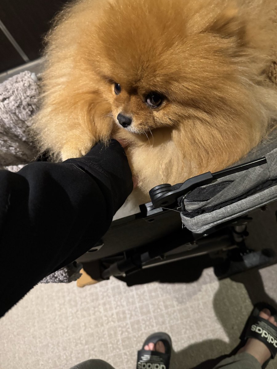 ポメラニアン tweet media