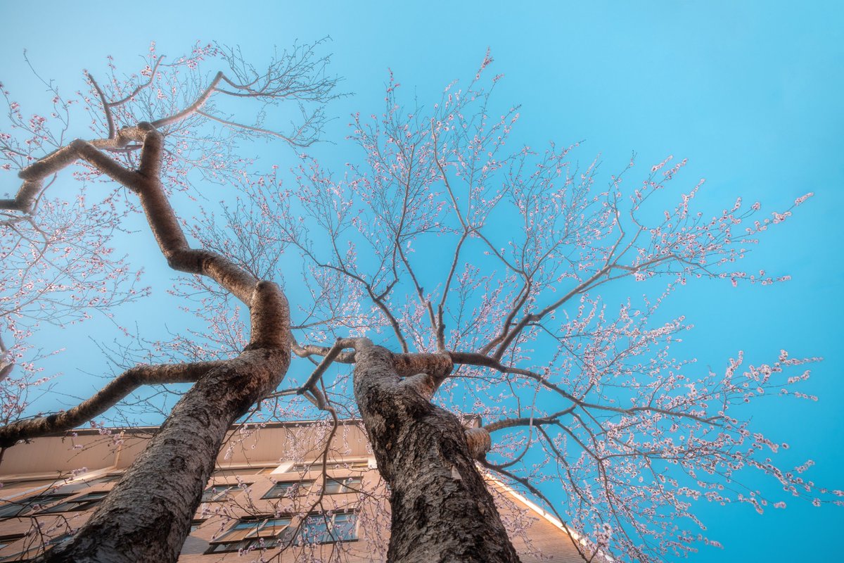 PKU1898's tweet photo. The branches remembered how to bloom. 

#PKUinSpring | 📷: Li Jiayi https://t.co/dCexpkSluV