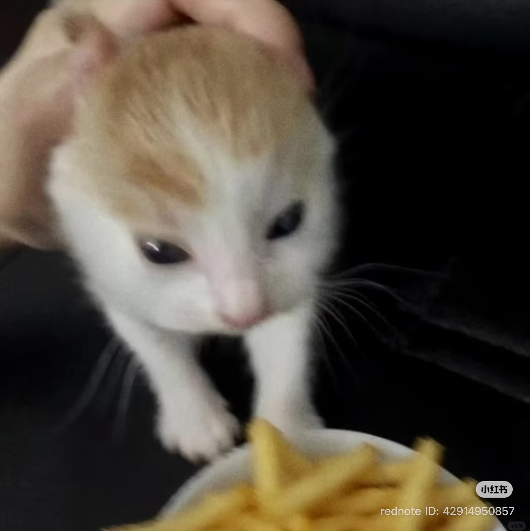 nocontextscats tweet picture