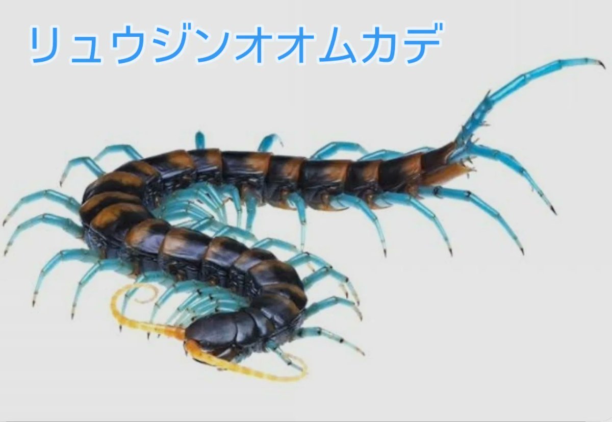 【只今いきものんちゅ
3月14日(土)の特集☝️

独特の色合いを持ち、日本で最も大きなリュウジンオオムカデ
2024年には国内希少野生動植物種に指定され
捕獲することも殺したりすることも禁止されています。

ヒゲミミズ先生こと安座間安史さんに伺いました❗
