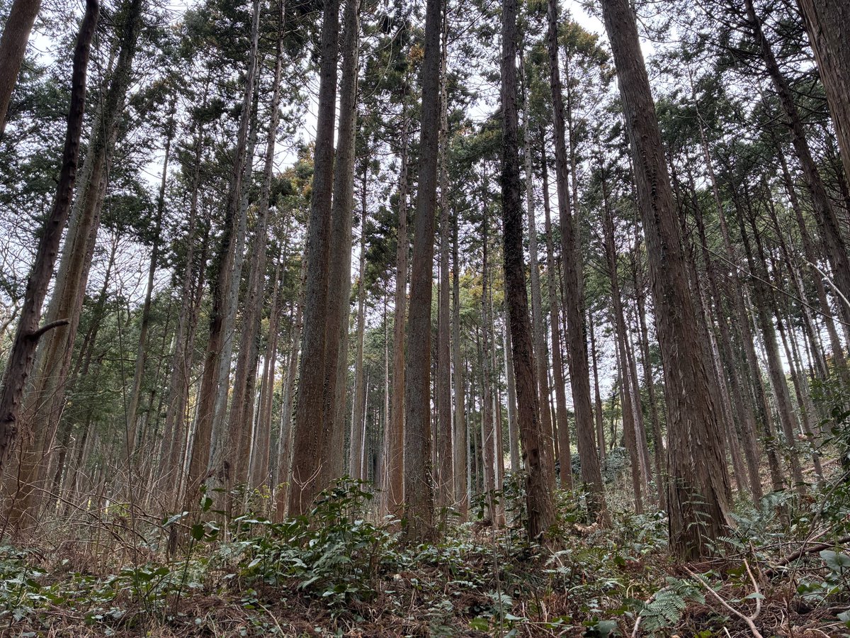 ハチワレキャンプ△ tweet media