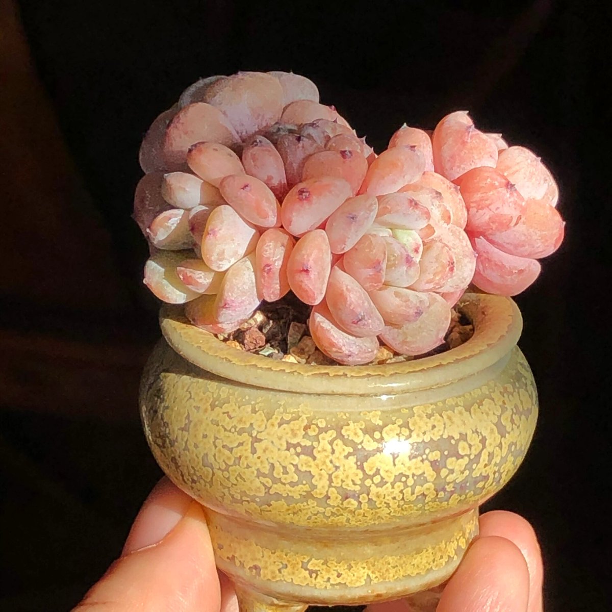 "Dario" • Trading Advisor tweet media