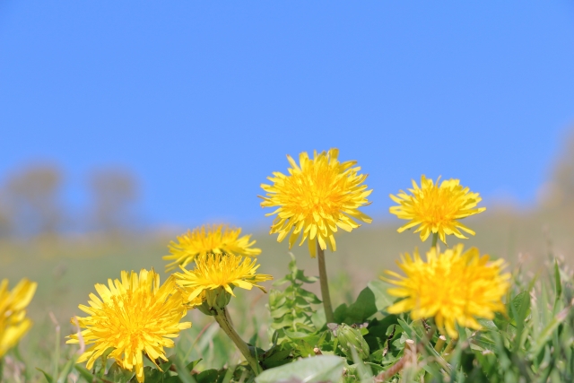 OFT STORE@ペット用品店【公式】 tweet media