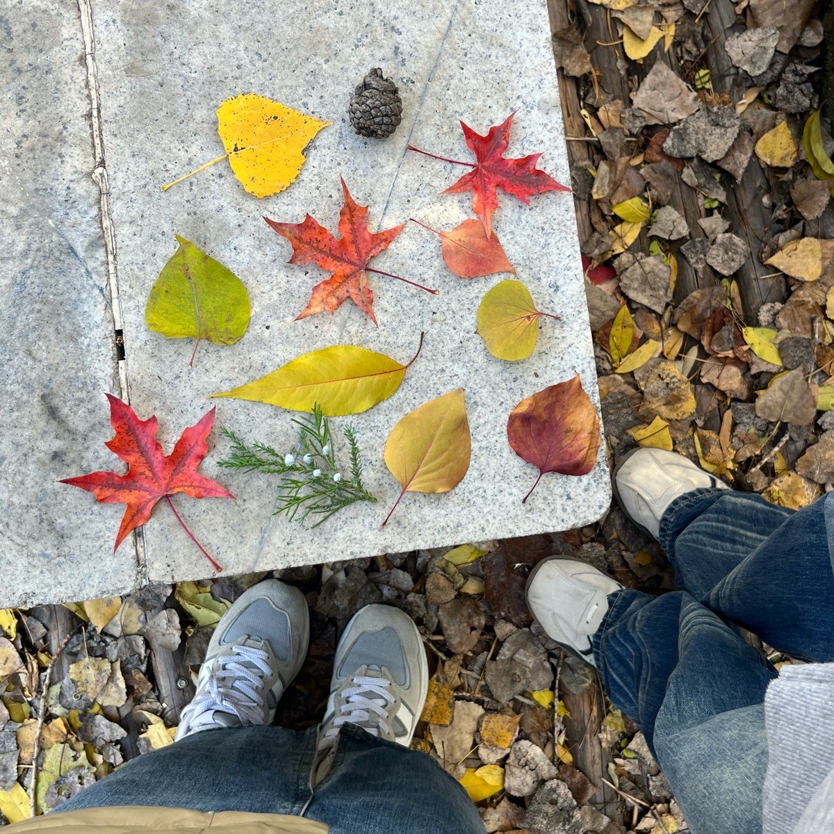 billal youssef tweet media