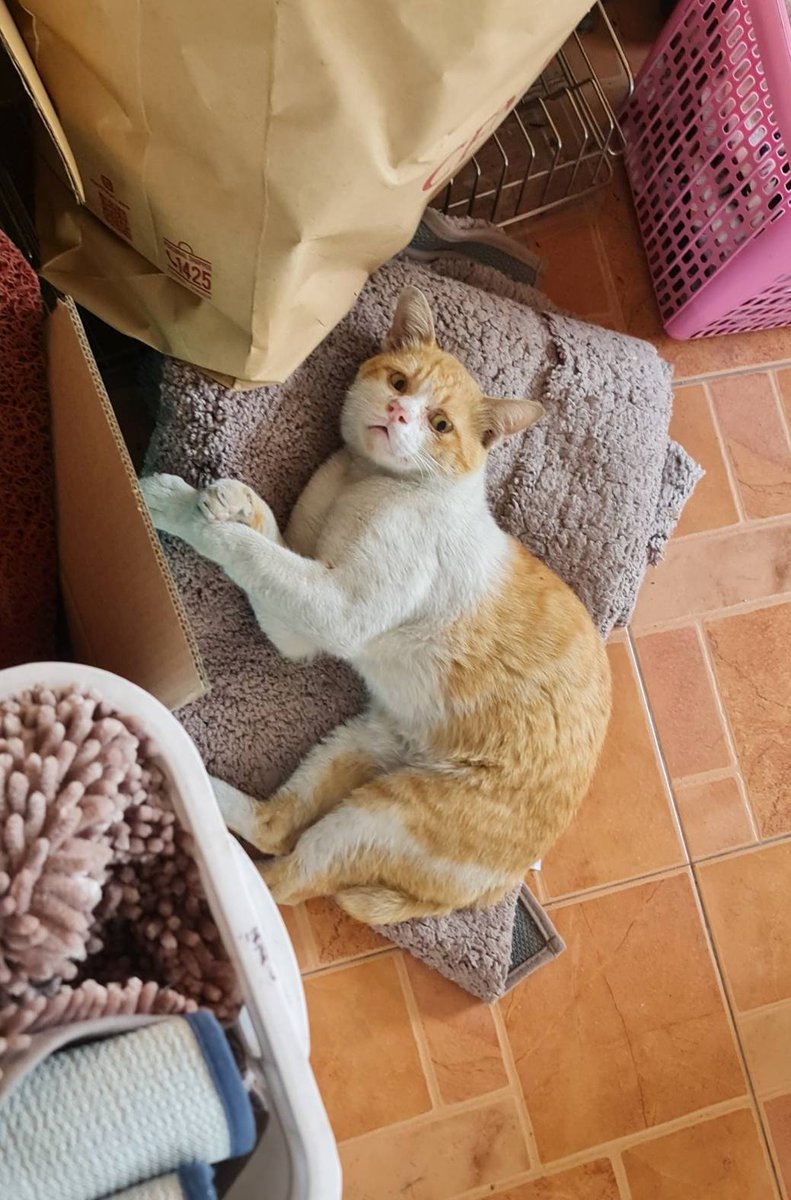 k_kotoga's tweet photo. How did you get here, little cat. 🐱🍊 https://t.co/dRm1YqUVvg