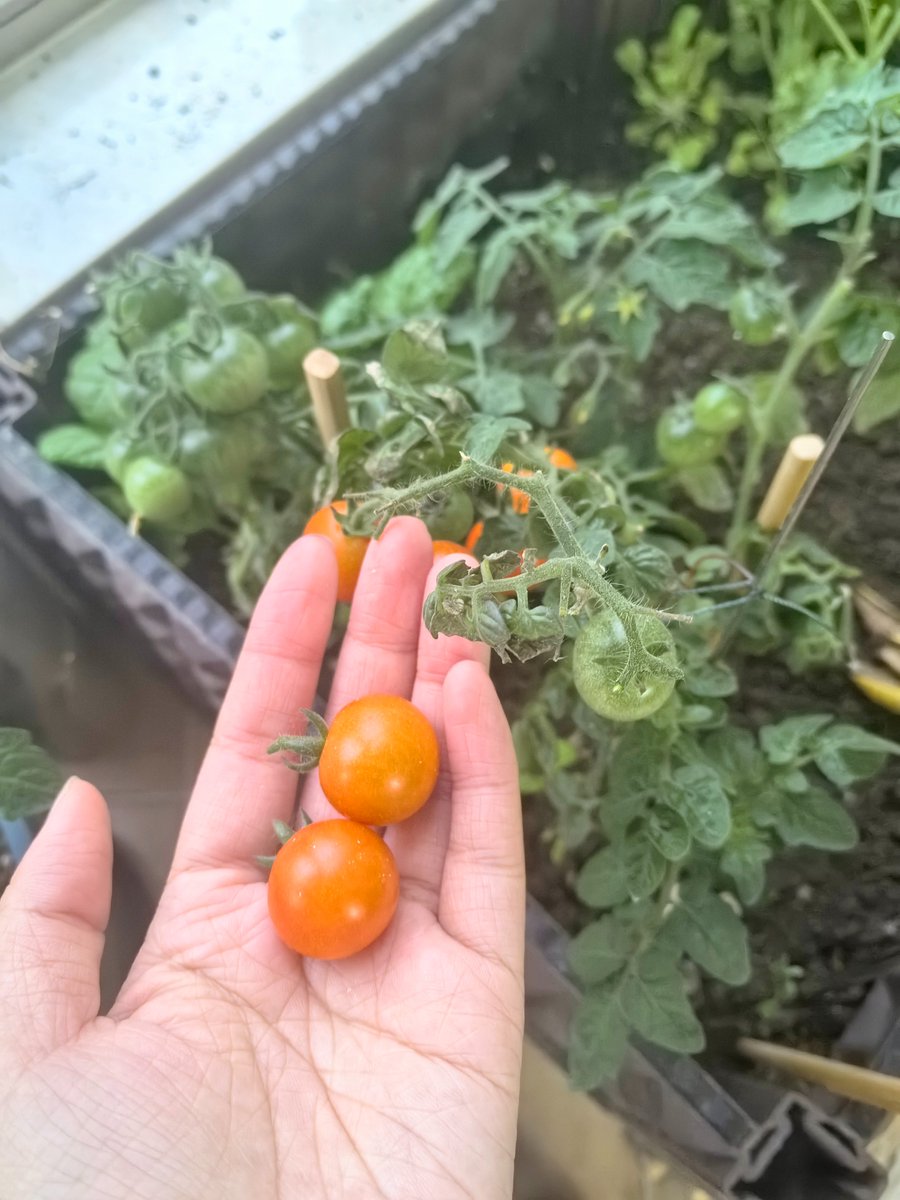 Rsahad Haijvey tweet media