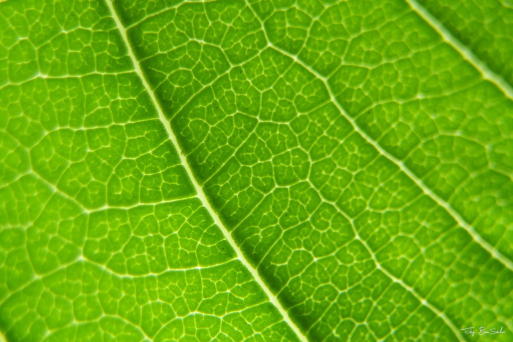 Show us something green! 🌿🪴
QP or Share your green 💚🍏💚