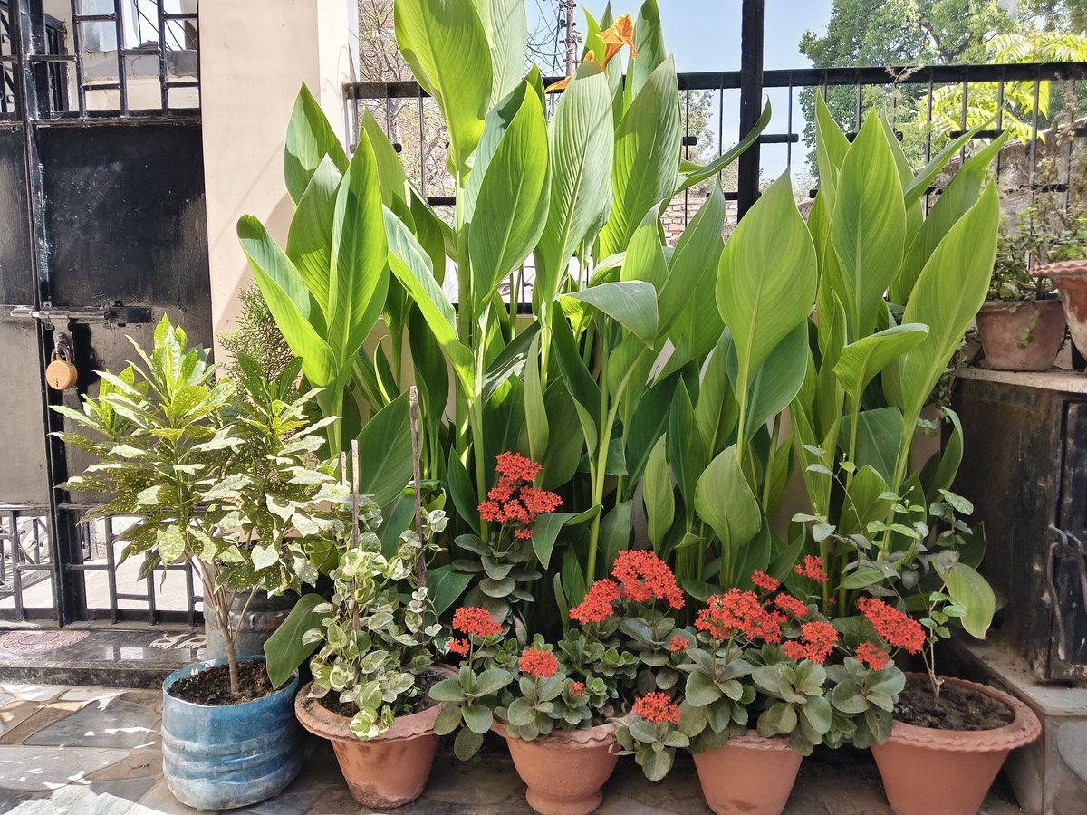 Small contribution towards #globalwarming #WestAsiaCrisis #IranUSWar #narendramodi #BJP4IND #pollution #greenplanet #gardeninglife