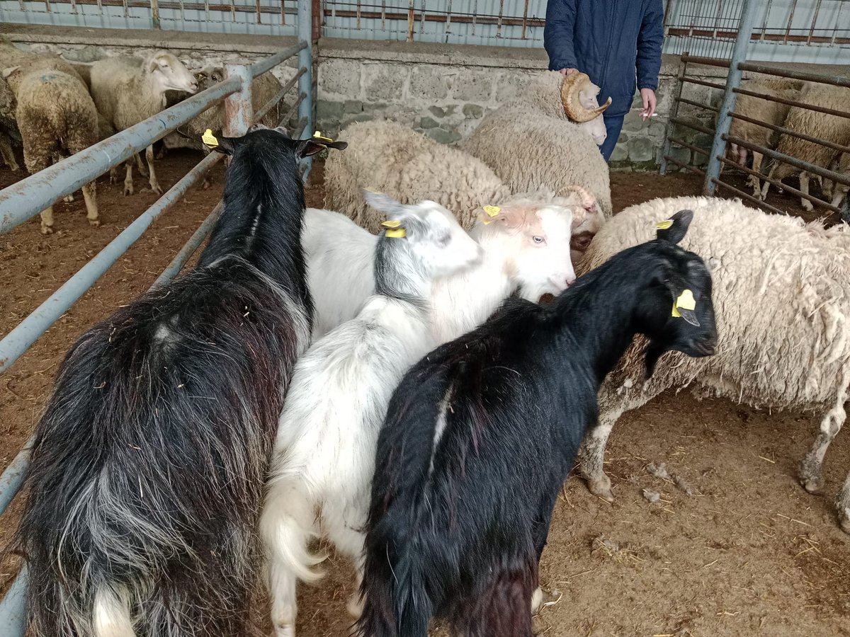 🐏🐐🐑KÜÇÜKBAŞ CANLI HAYVAN PAZARIMIZI KURDUK

Keşan İlçe Tarım ve Orman Müdürlüğü görevli Veteriner Hekim Tolga Sural tarafından pazarımıza gelen Küçükbaş hayvanların kontrolleri yapılarak, pazar girişleri sağlandı.