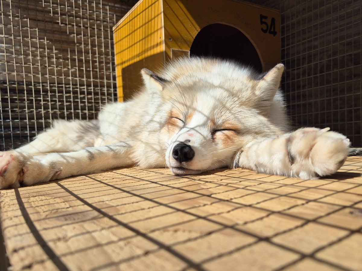 宮城蔵王キツネ村(公式)🦊 tweet media