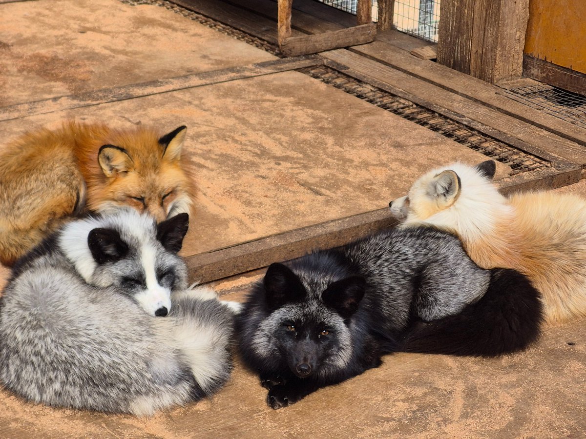 宮城蔵王キツネ村(公式)🦊 tweet media