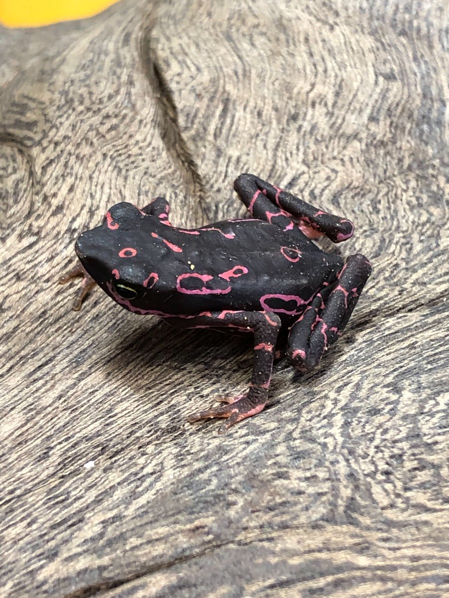 【両生類🐸爬虫類】チャーム公式 tweet media