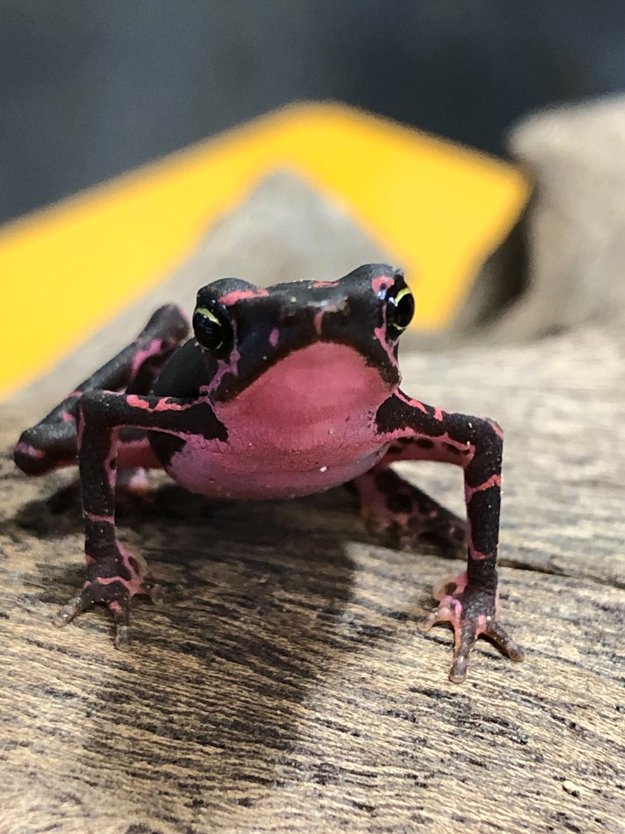 【両生類🐸爬虫類】チャーム公式 tweet media