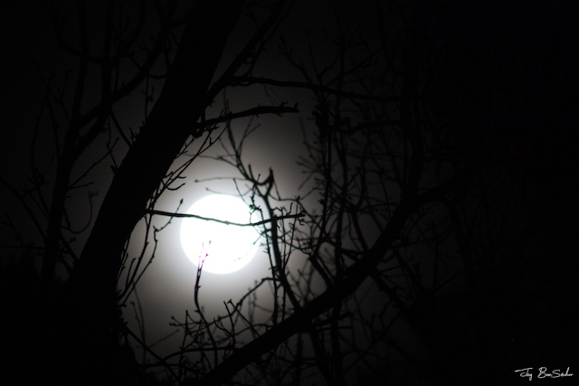 You enter a photo contest with the theme of “Moon Dreams”, what photo would you submitted?   

Let’s see them!!  📸🌄