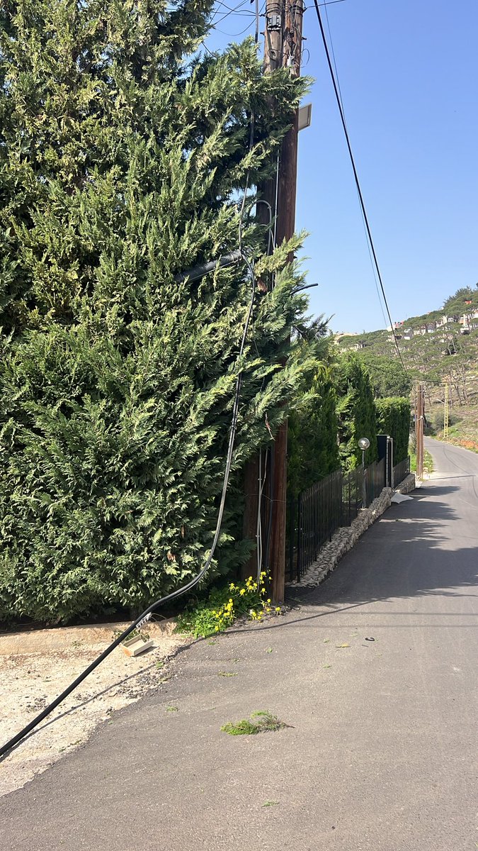 pascale hares tweet media