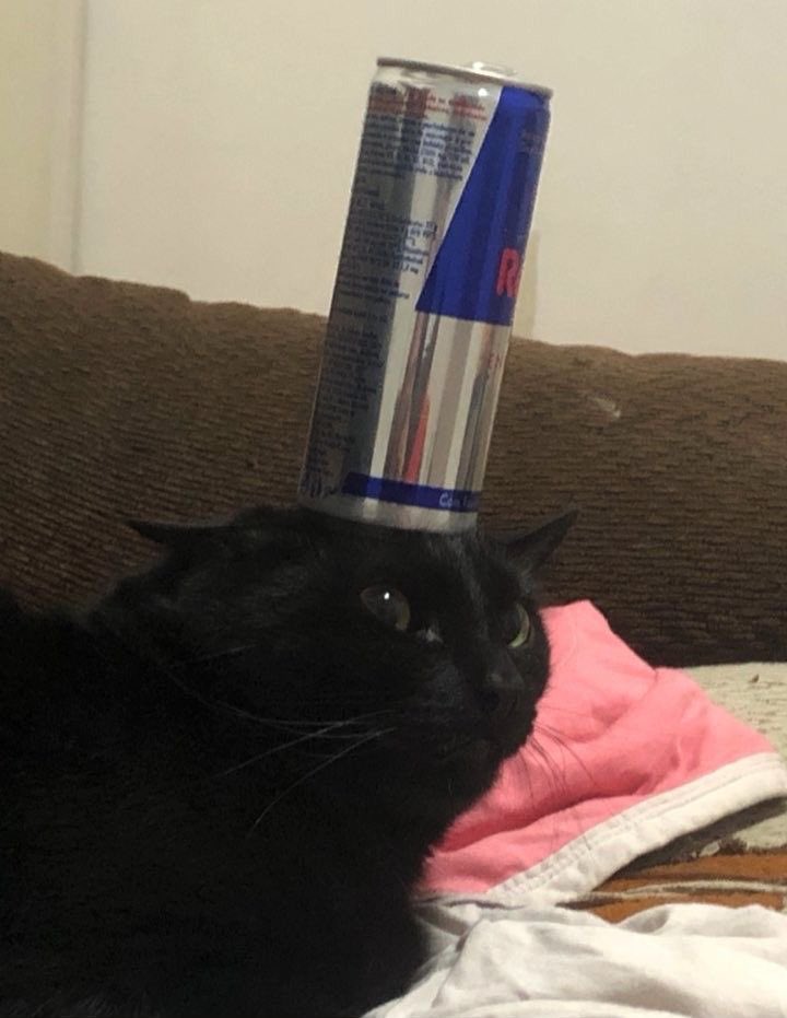 gatos fazendo gatices tweet media