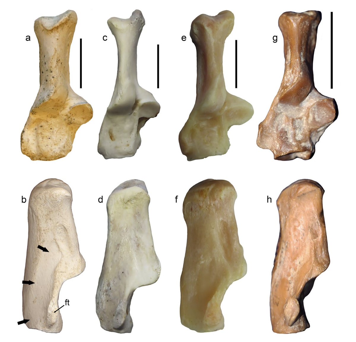 Manuel J. Salesa 🦴🐺🦓🦝🐯⛏ tweet media