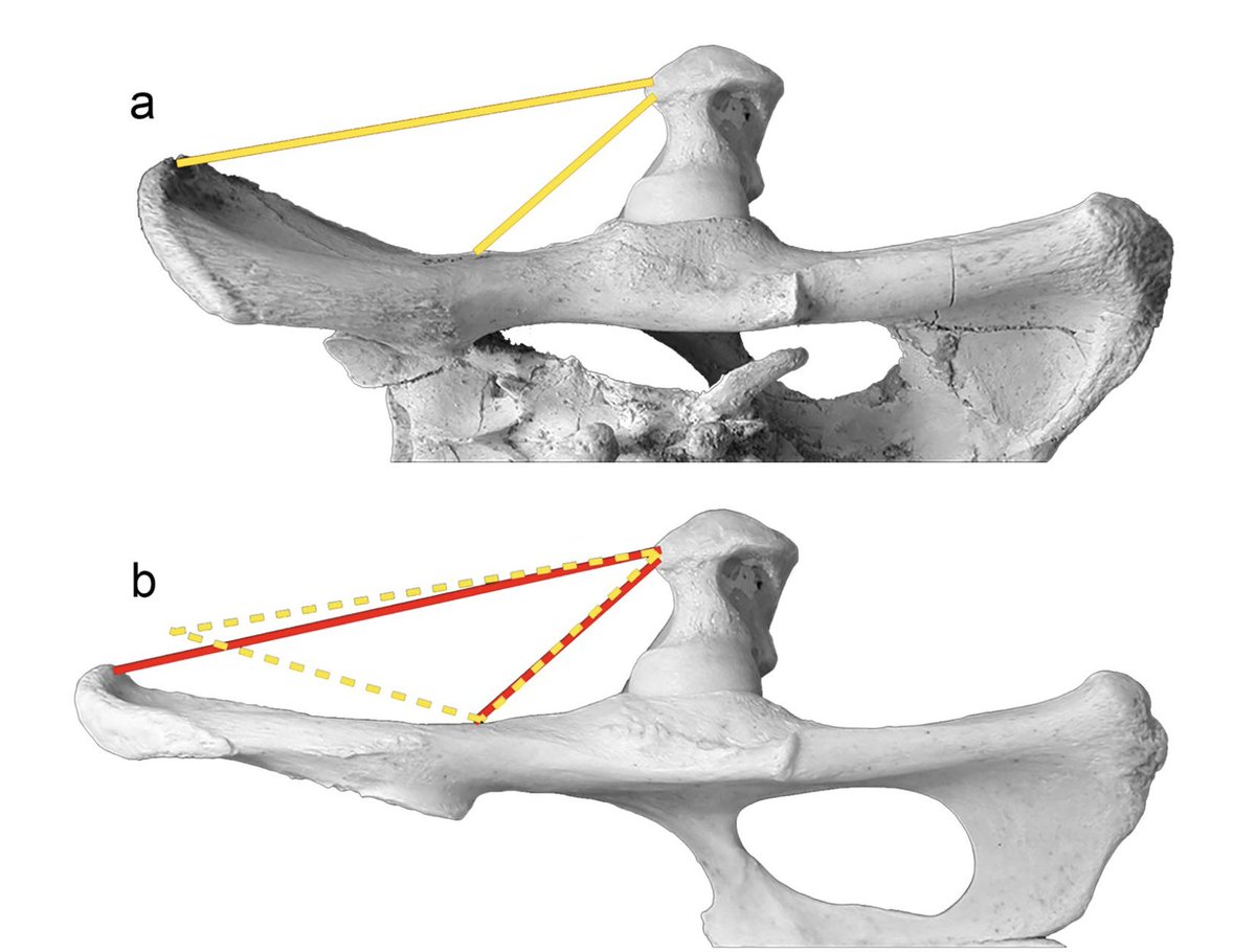 Manuel J. Salesa 🦴🐺🦓🦝🐯⛏ tweet media
