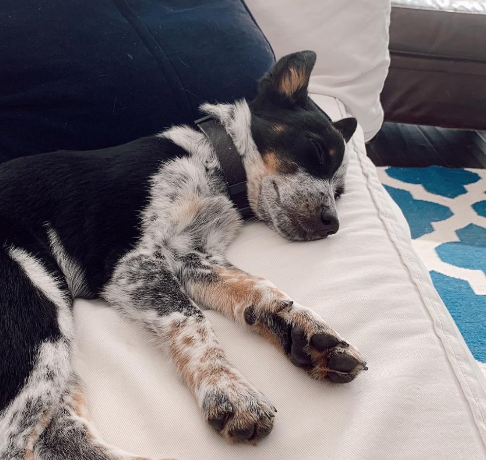 ojroques's tweet photo. milo has two main hobbies:

sleeping
asking for food https://t.co/EB4IFRvfFc