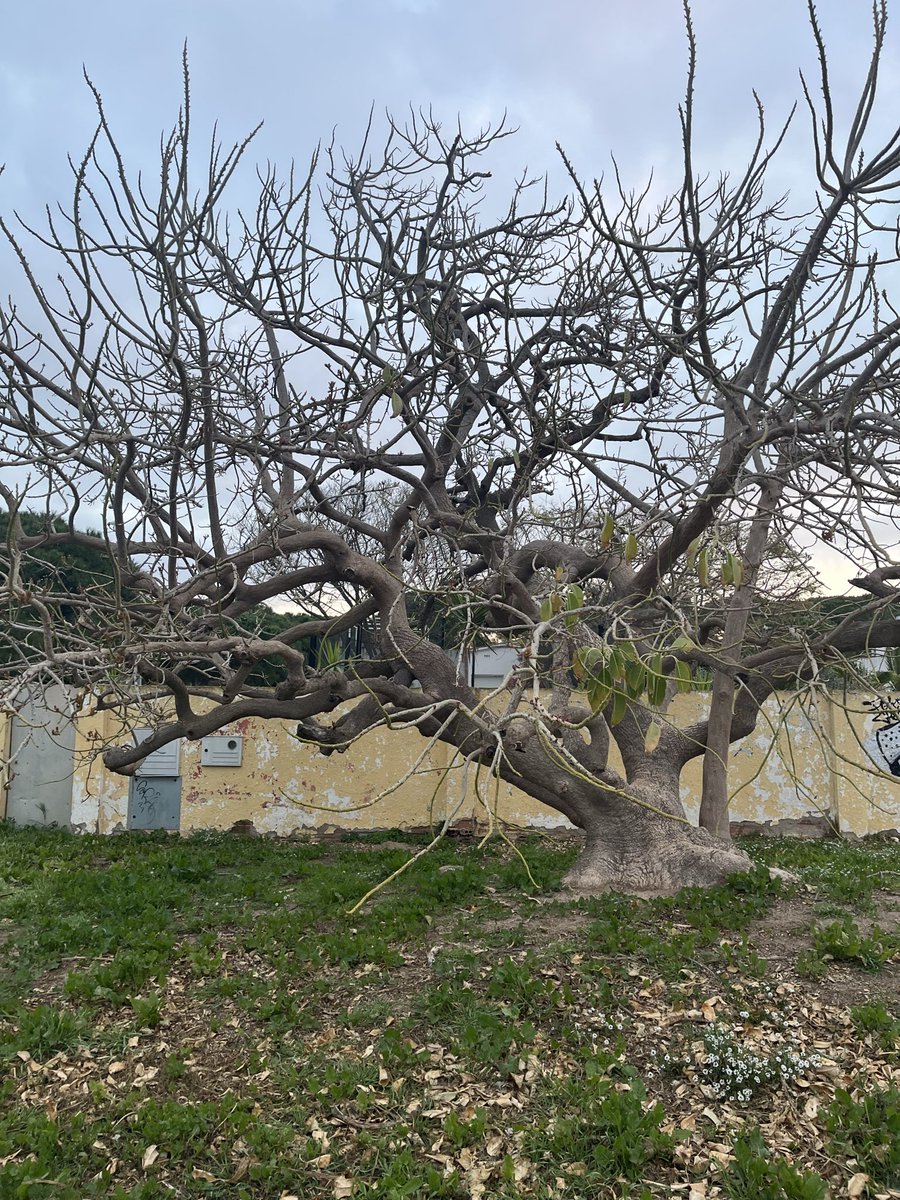 Susana Sánchez tweet media