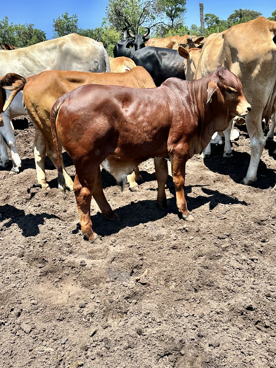 Klipranch tweet media