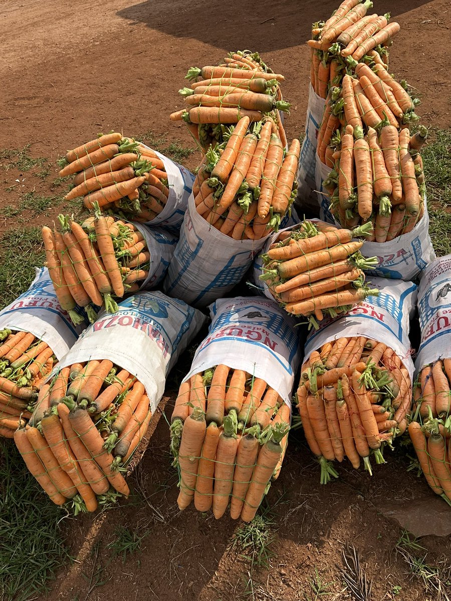 DieudoneHA's tweet photo. Carrot farming in Rwanda shows how good soil, cool climate, and hard work can turn the land into a source of nutrition and income. https://t.co/aLhFSHsnxm