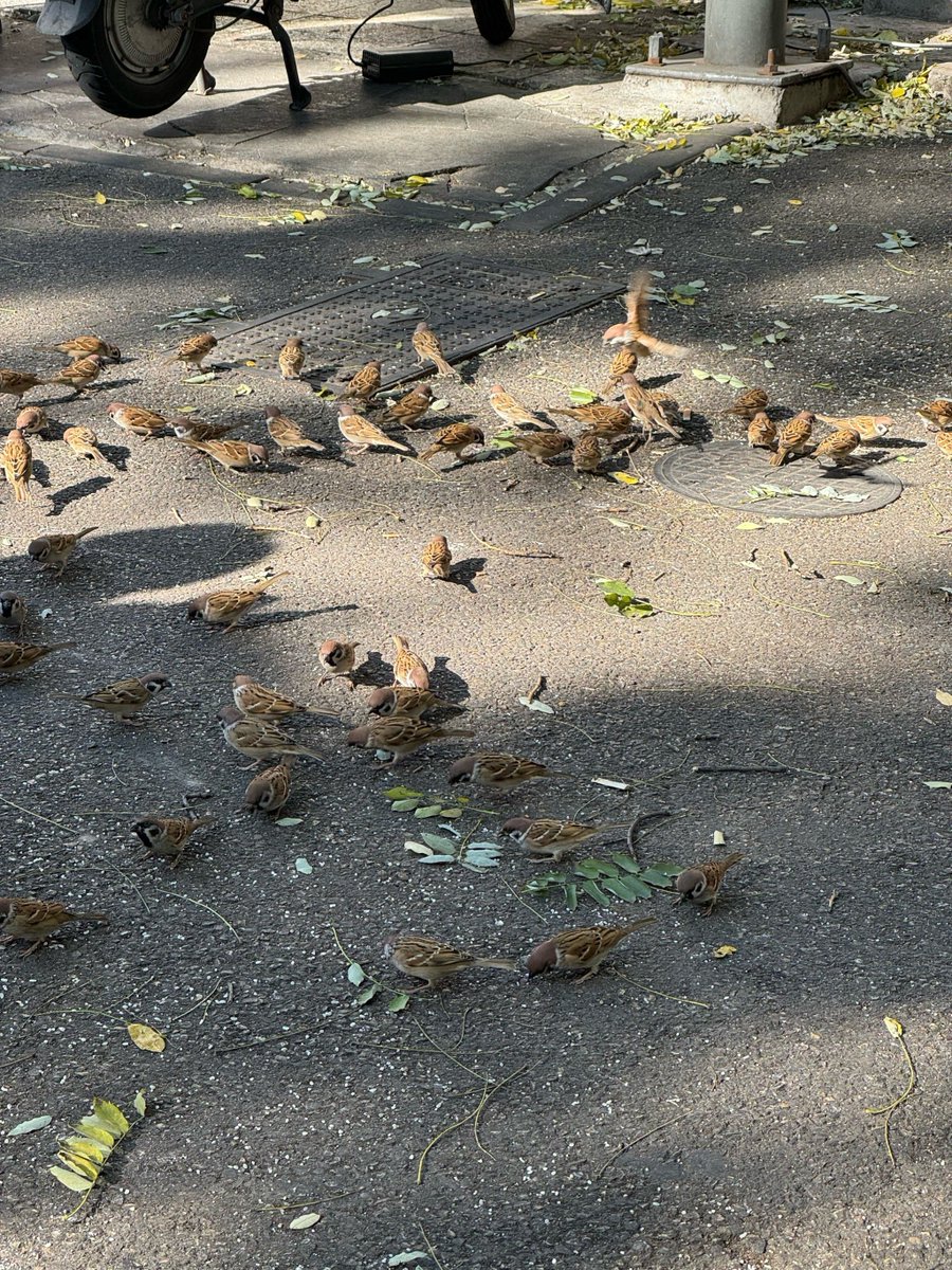 Sharon Webb tweet media