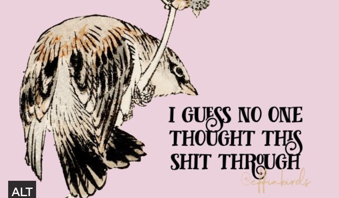 Brown Eyed Susan tweet media